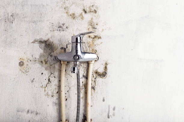 Best Local Mold Removal Service  in Oak Bluffs, MA