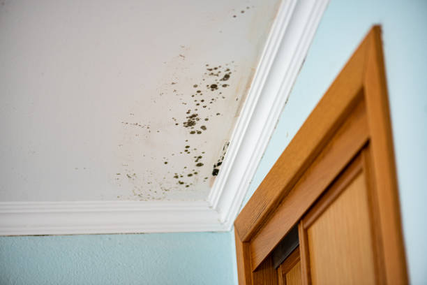 Best Emergency Mold Removal  in Oak Bluffs, MA