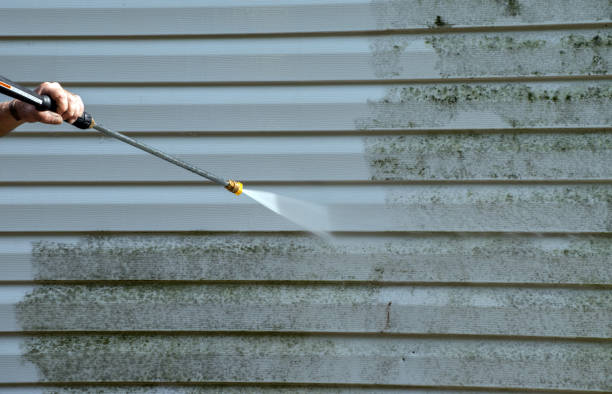 Best Toxic Mold Removal  in Oak Bluffs, MA