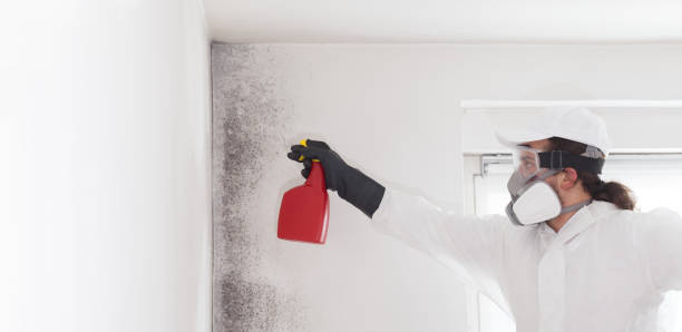 Best Professional Mold Removal  in Oak Bluffs, MA