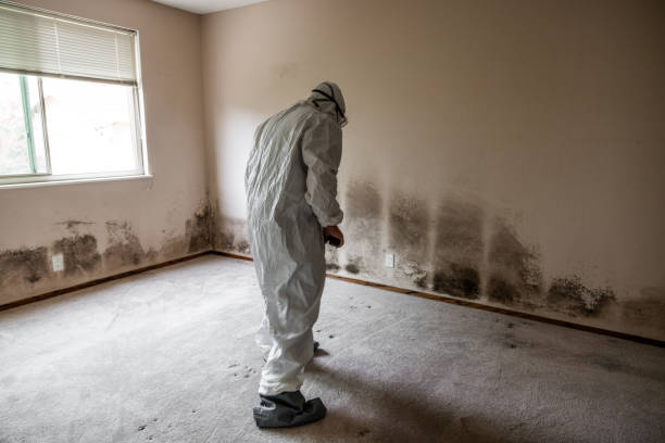 Best Mold Testing  in Oak Bluffs, MA